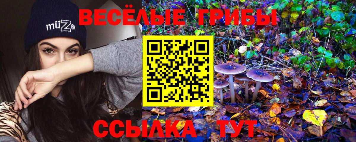 Миасс  Галлюциногенные грибы Psilocybine cubensis  Вход с VPN  Псилоцибиновые грибы Psilocybine cubensis 
